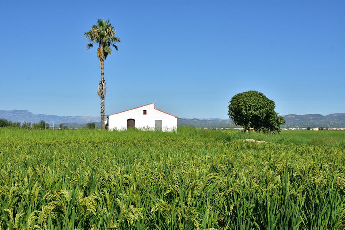 ¿De dónde viene la paella?
